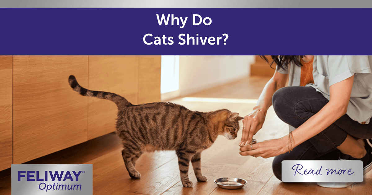 why-do-cats-shiver